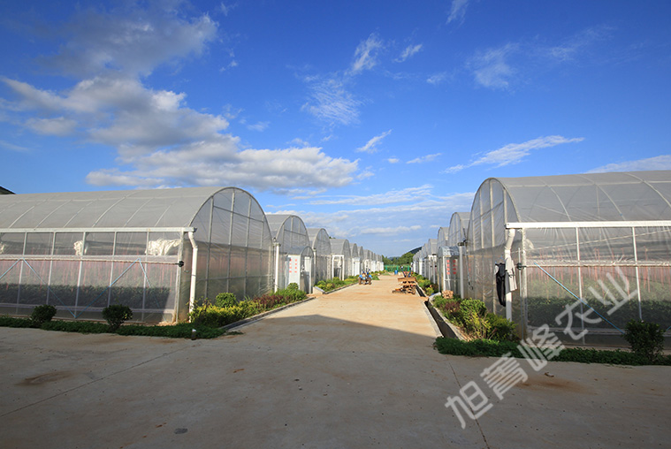 2020年洛南育苗基地