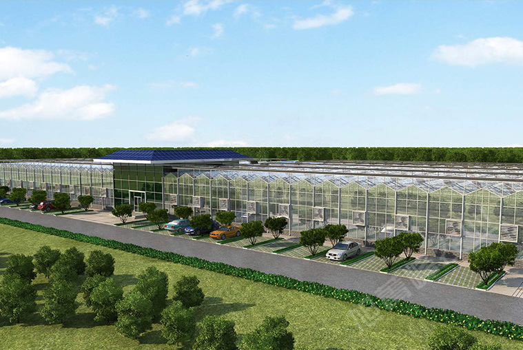 2020年渭源上湾镇玫瑰种植玻璃温室效果